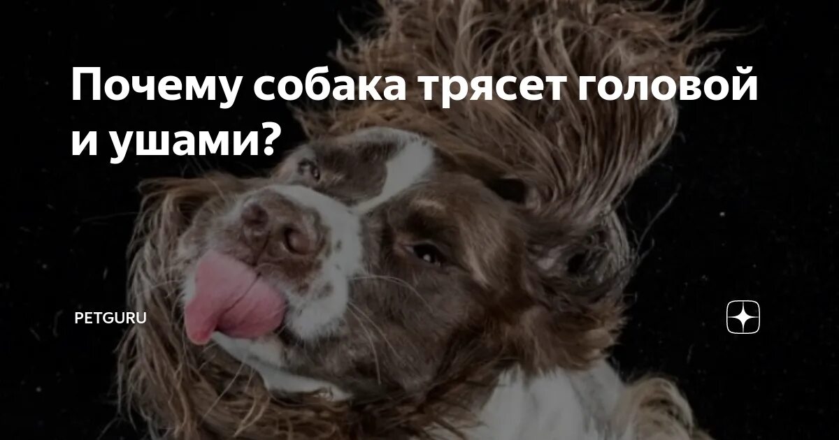 Почему собака трясется без причины. Собака трясёт головой и ушами. собака чешет ухо и трясет головой.
