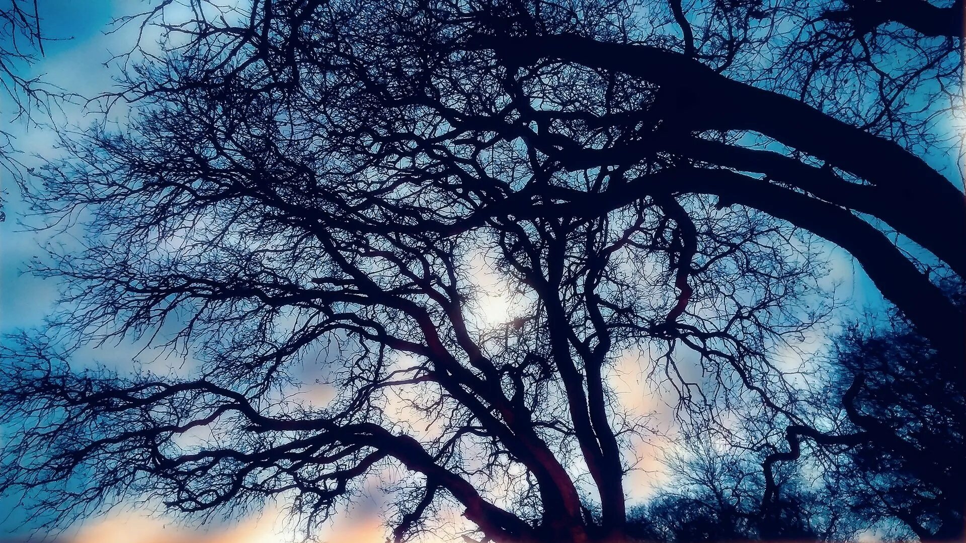 Ветвь туманного дерева. Синее дерево. Ветви деревьев. Темное дерево. Красивые ветви деревьев.