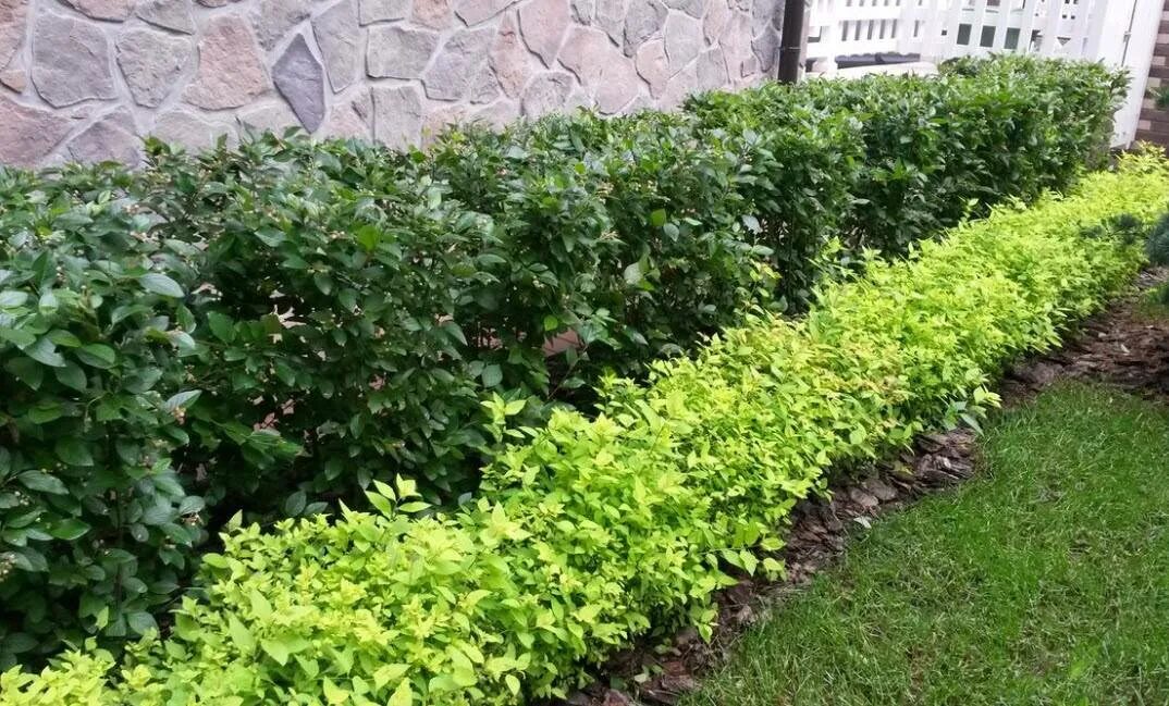 Ирга канадская живая изгородь. Пузыреплодник дерен миксбордер. Самшит мелколистный винтер джем. Ряд кустов. Самшит и туя живая изгородь.