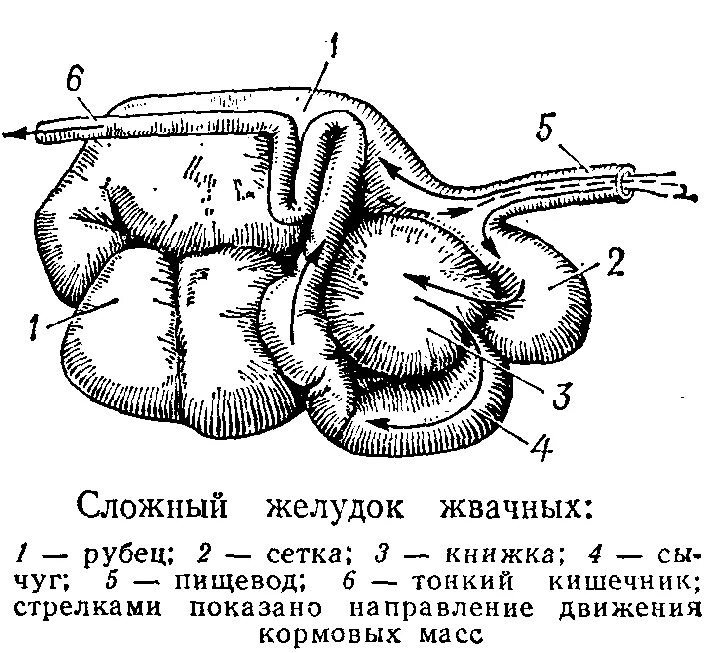 Слизистая рубца. Строение многокамерного желудка. Строение многокамерного желудка у млекопитающих. Строение многокамерного желудка жвачных. Строение желудка жвачных КРС.