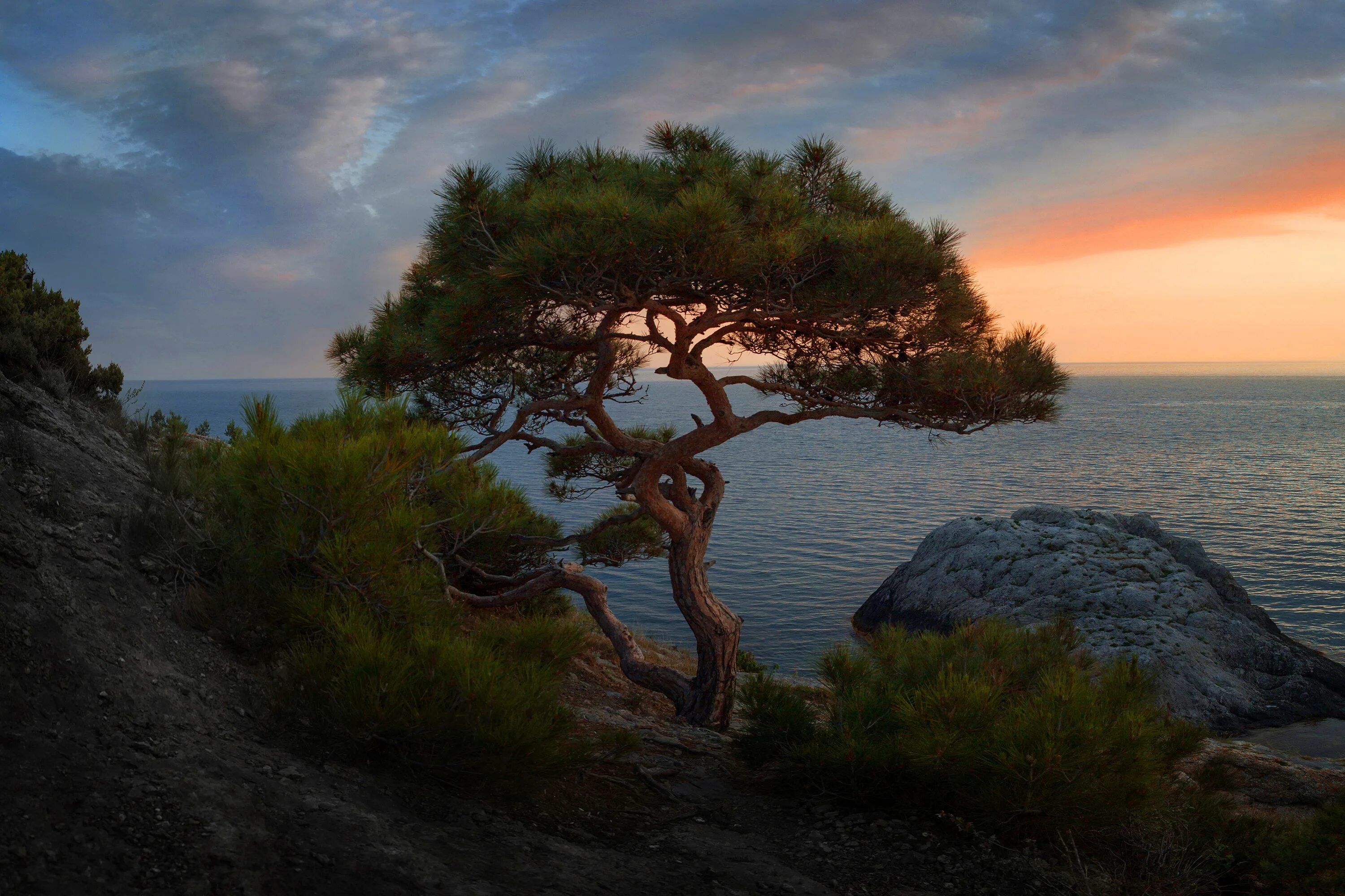 Сосна мыс Капчик. Можжевельник Утриш. Сосна Пиния Pinus pinea. Сосна Крымская Фиолент. Чинара на скале