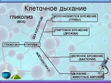 Что такое клеточное дыхание в биологии