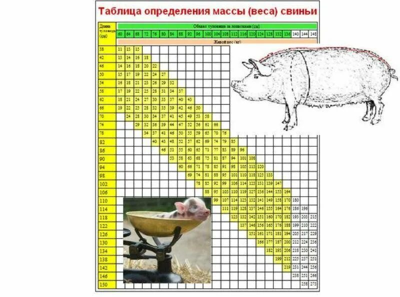 Таблица измерения живого веса свиней. Таблица измерения веса свиней без весов. Таблица определения живого веса свиней. Таблица замеров поросят веса. Измерение свиней