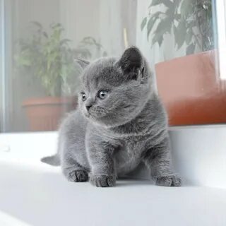 Питомник британских кошек