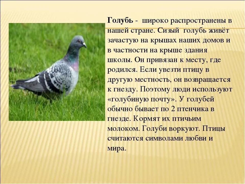 Читать про голубей