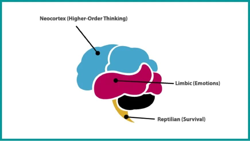 Могг ребтильный Нео Кортекс. Рептильный мозг и неокортекс. Рептильный мозг лимбический мозг и неокортекс. Неокортекс схема. Рептильный мозг неокортекс