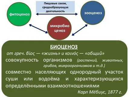 Что понимают под средообразующей ролью живых организмов