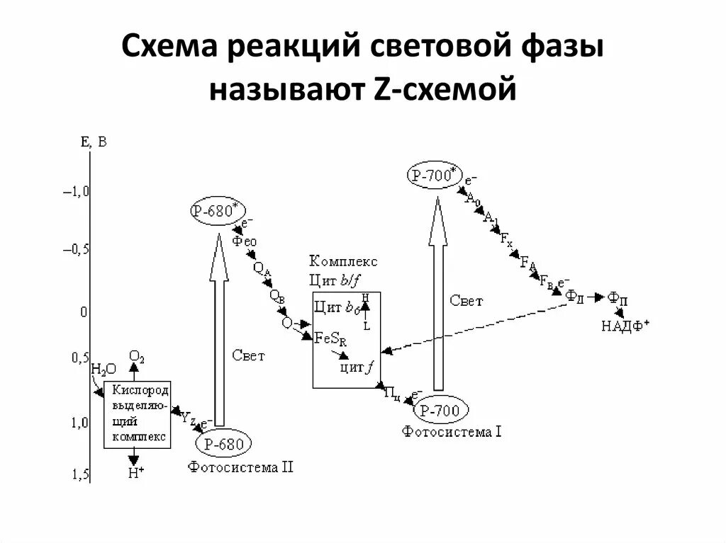 Схема реакции световой фазы фотосинтеза. Фотосинтез фотосистема 1 схема. Световая фаза фотосинтеза z-схема. Схема световой фазы фотосинтеза фотосистема 1 и фотосистема 2. Реакции световой фазы происходят