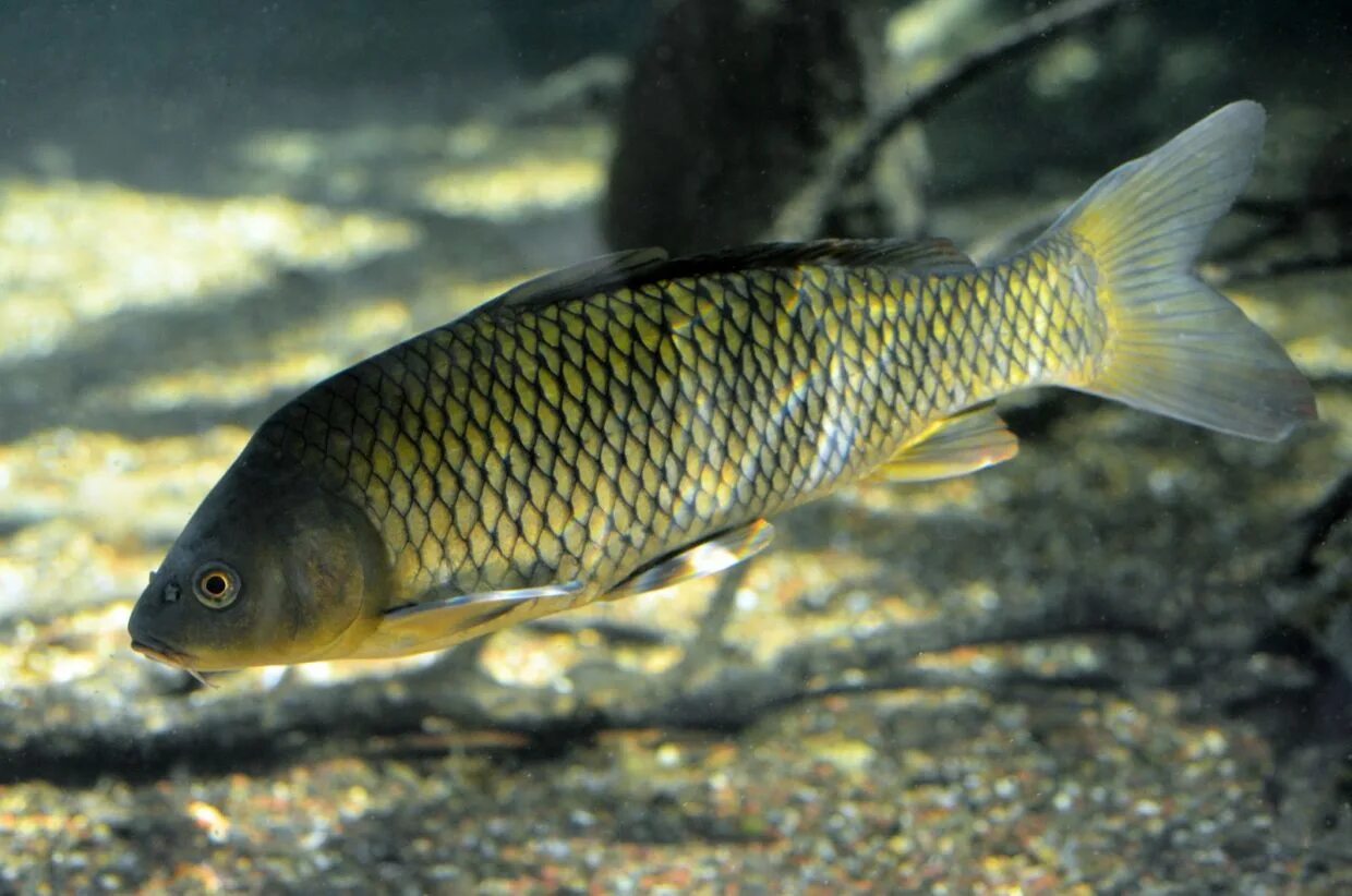 Сазан рыба. Карп (cyprinus carpio). Ропшинский карп. Сазан карповые. Сазан, обыкновенный карп.