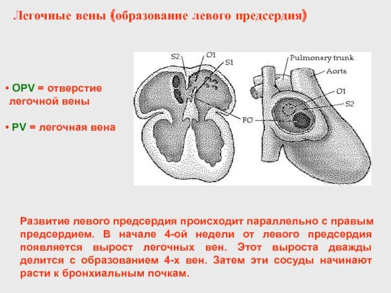 Образование левого предсердия. Отверстие лёгочной вены левого предсердия. Отверстия легочных вен левого предсердия. Легочные вены в левом предсердии. Легочные вены предсердия.