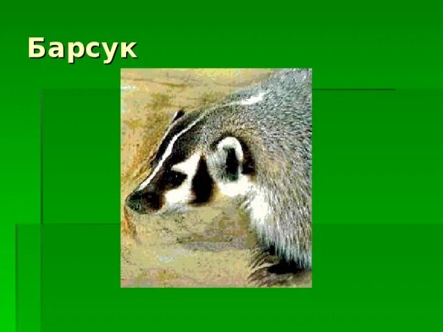 Урок по природе и экологии Красноярского края - 5 класс