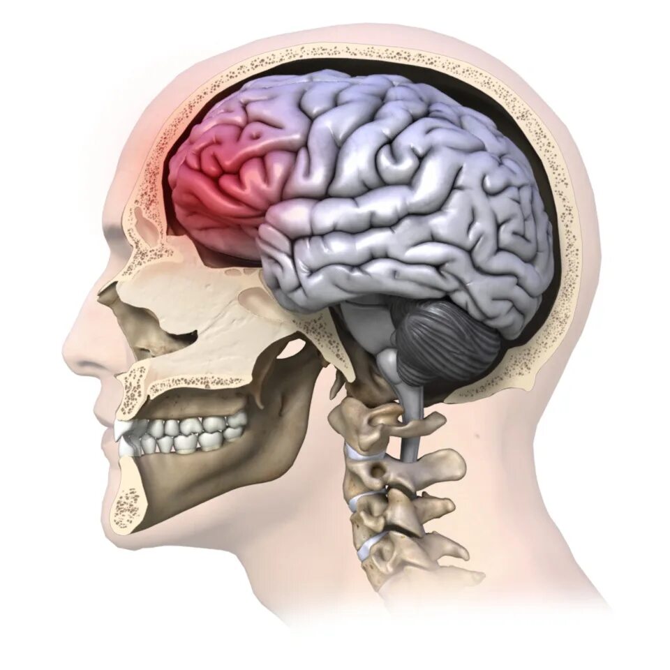 Traumatic brain. Человеческий мозг в черепе. Травмы черепа и головного мозга. Головной мозг в черепной коробке.