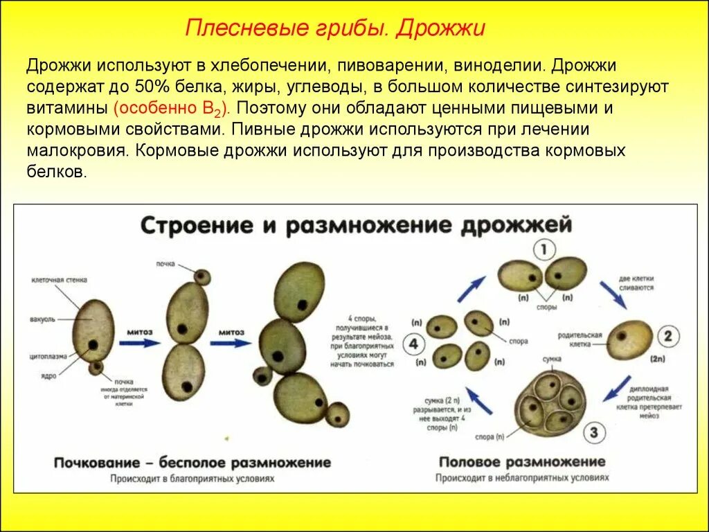 Размножение дрожжей почкованием схема. Споровое размножение папоротников. Размножение дрожжей почкованием рисунок. Грибы размножаются одноклеточных спор. Споровое размножение папоротников.