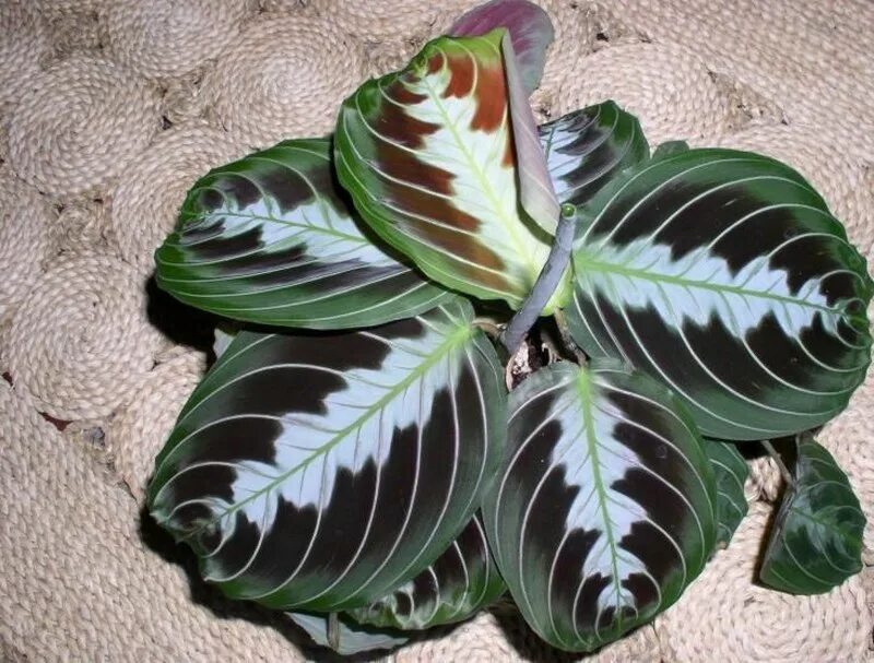 Комнатное растение с темными листьями. Маранта leuconeura. Маранта Массанжа. Маранта беложилковая. Маранта Массанжа черная.