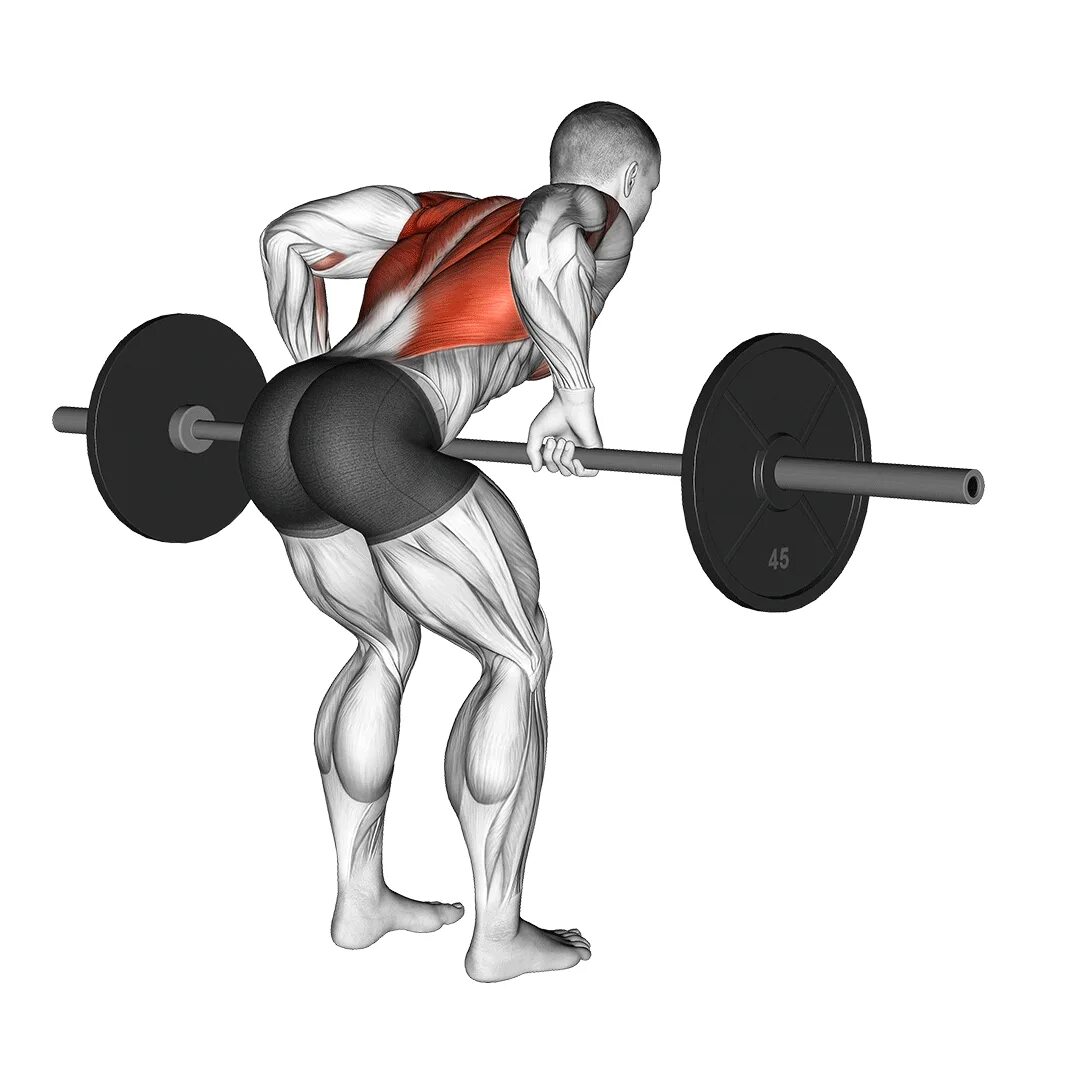 Как накачать спину девушке. Barbell bent over row. barbell reverse bent row. как накачать спину. раскачанная поясница.