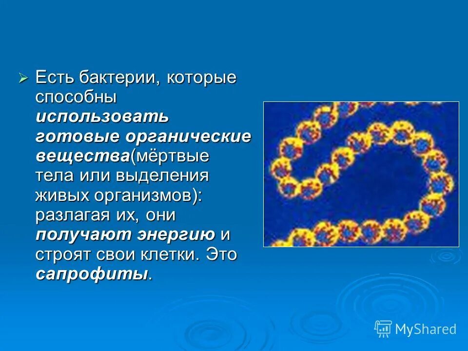 защитная функция микробов сапрофитов. как гриб питается мёртвыми останками. хеликобактер пилори под микроскопом. сапрофиты микроорганизмы. реснитчатые бактерии.