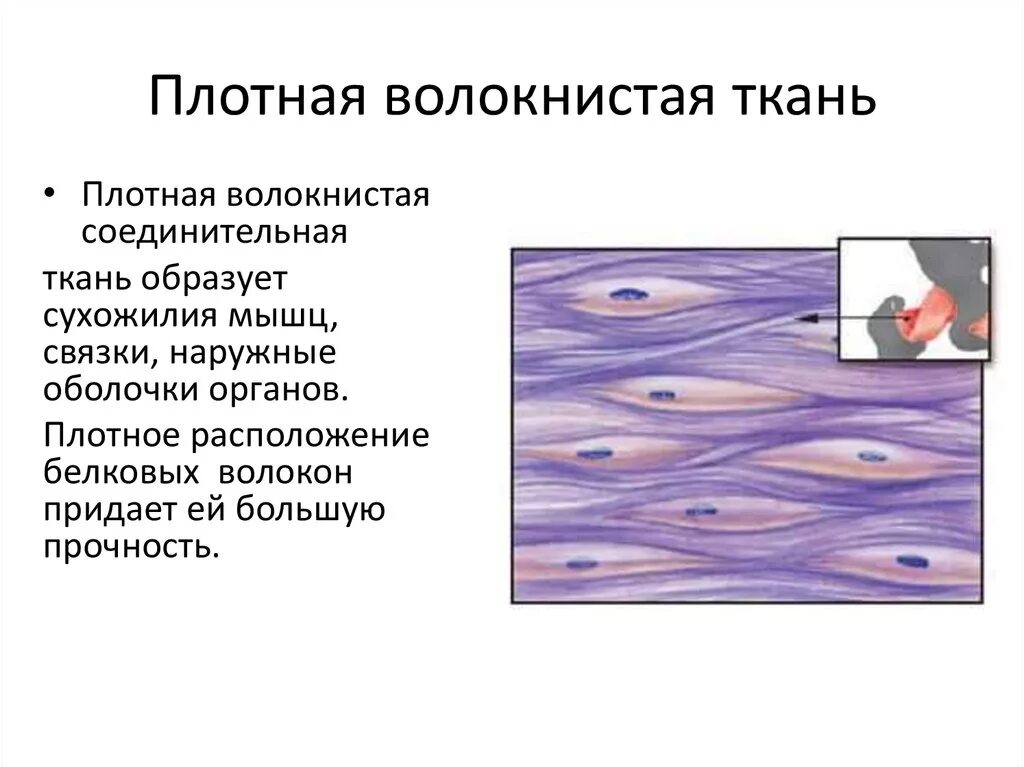 Функции плотной волокнистой соединительной. Функции плотной волокнистой соединительной