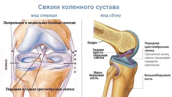 Задняя крестообразная связка коленного сустава анатомия. Мениск крестообразные связки коленного сустава. Задние связки коленного сустава анатомия. Крестообразные связки коленного сустава анатомия. Симптомы крестообразной связки коленного сустава