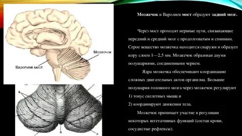 При участии мозжечка осуществляется