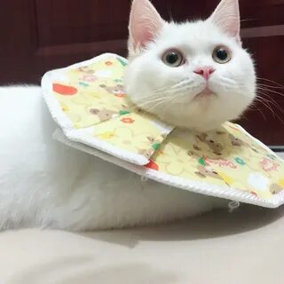 Ошейник для кошек после операции