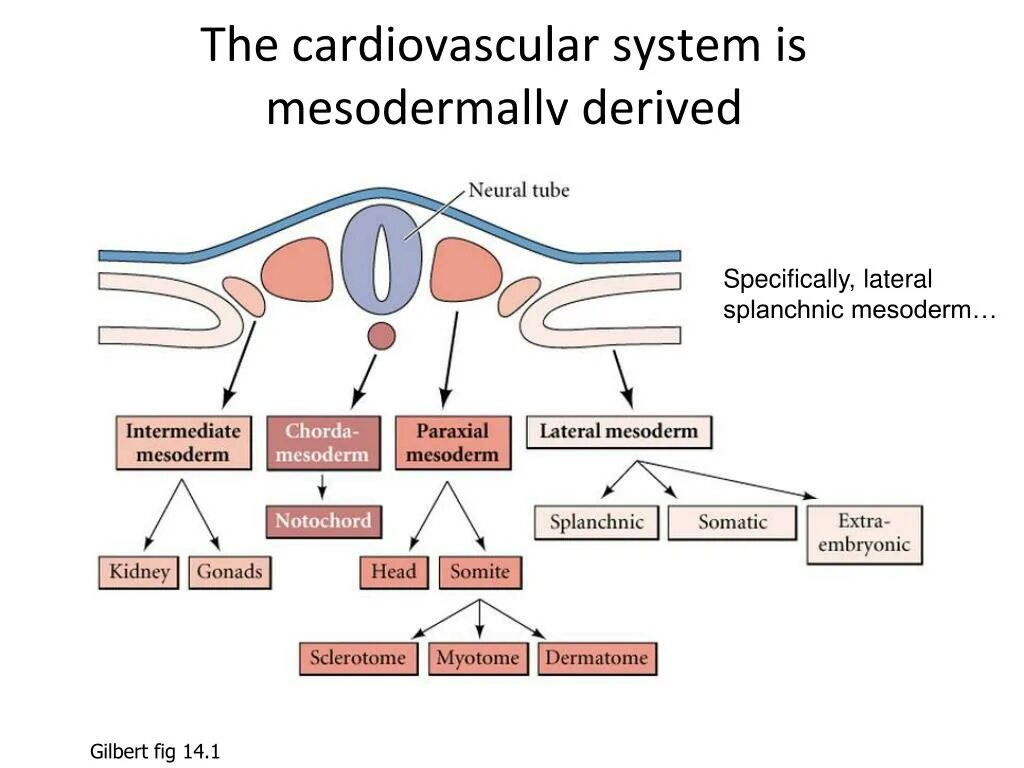 Present system. Intermediate Mesoderm. Надпочечники мезодерма. The cardiovascular System 1. Латеральная мезодерма.