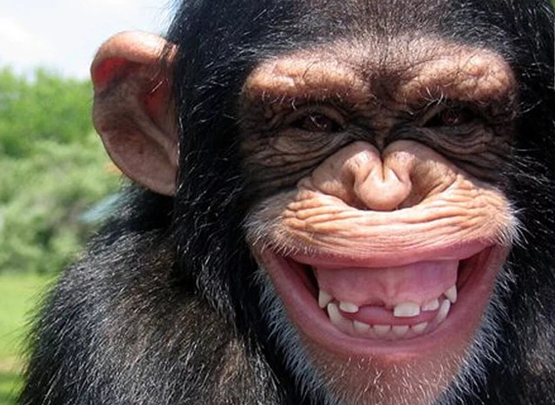 Мемные обезьяны. Обезьяна с губами. Обезьяна показывает зубы. Обезьяна с большой губой.