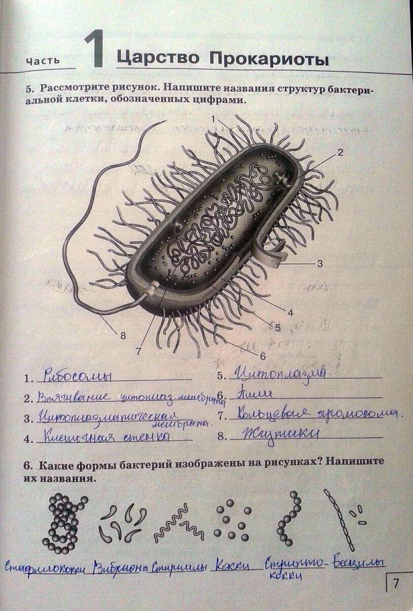 Лабораторная работа тема изучение строения бактериальной клетки. Названия структур бактериальной клетки обозначенных цифрами. строение бактериальной клетки 7 класс.