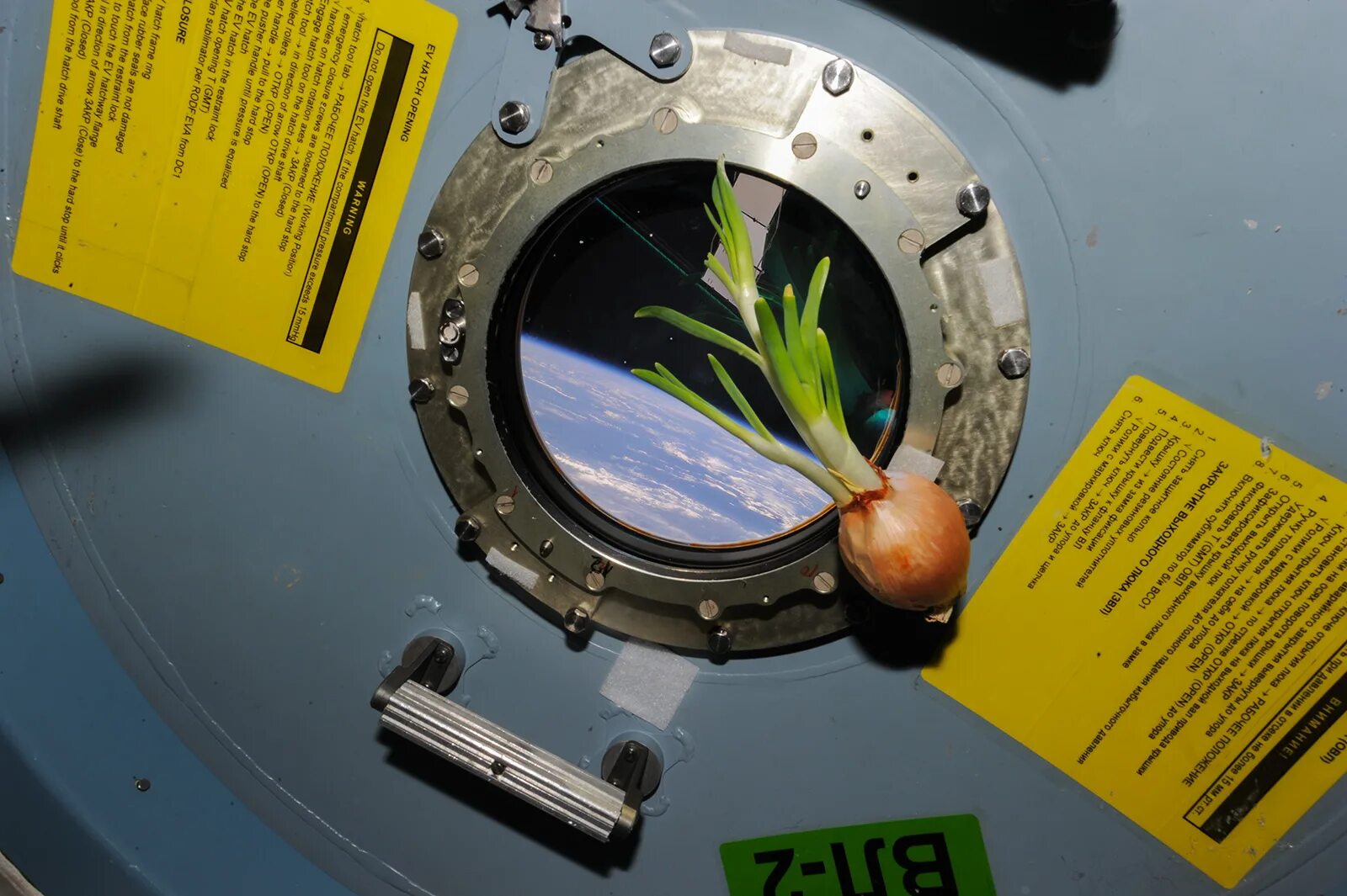 цветы выращенные в космосе. салют 7 корабль.