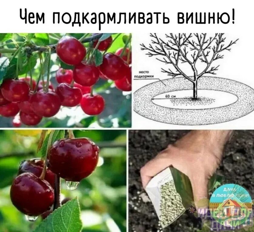 Вишня отцвела в саду. Чем подкормить вишню весной. Чем подкормить вишню при посадке весной в открытый грунт. Подкормки для вишни и черешни весной. Подкормки для вишни и черешни.