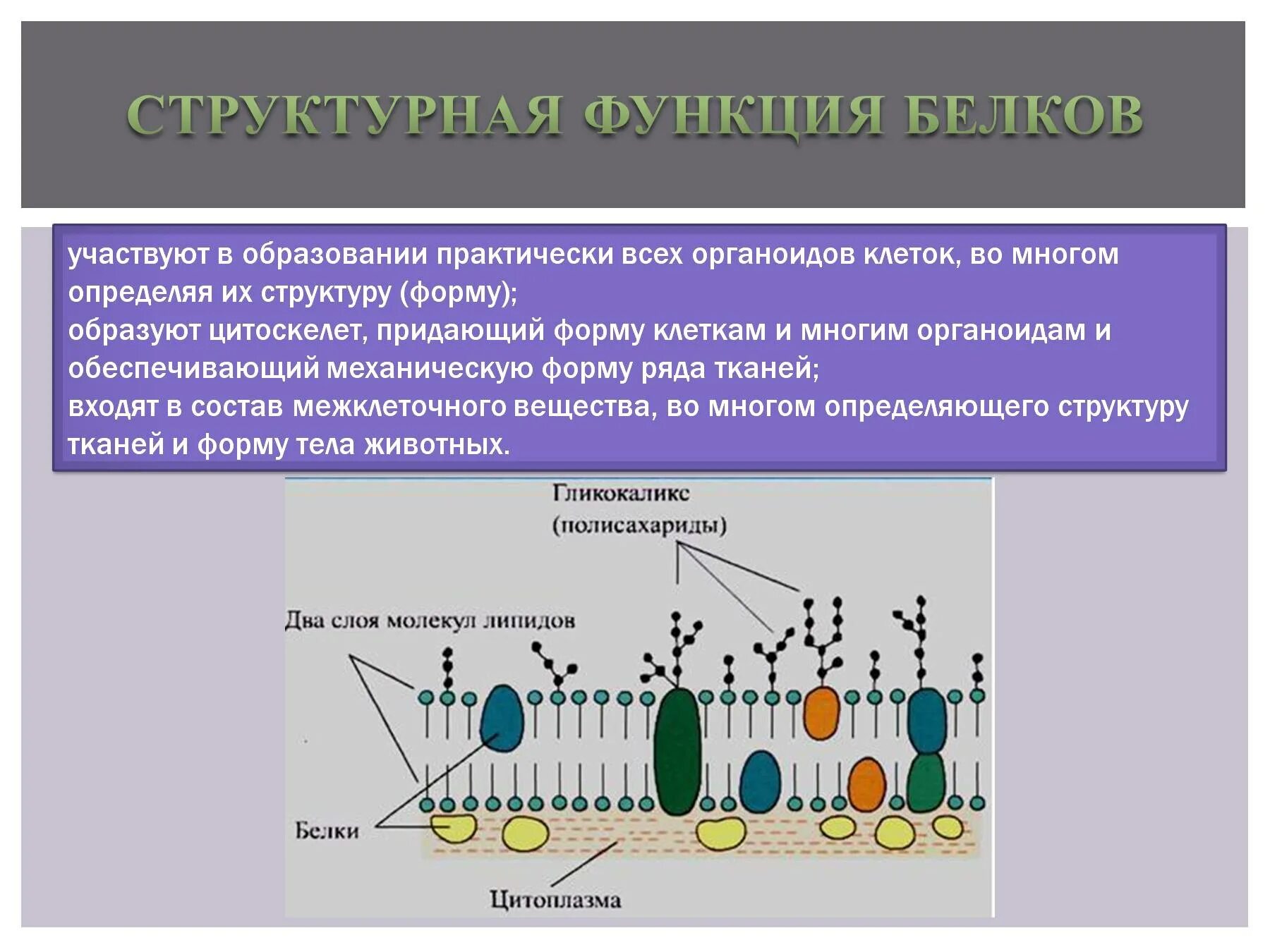 Что делают структурные белки