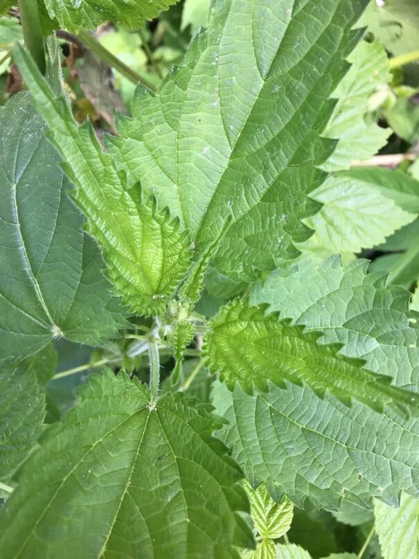 Крапива жгучая (Urtica urens l.). Крапива Жалюка. Крапива Киевская. Крапива колючая.