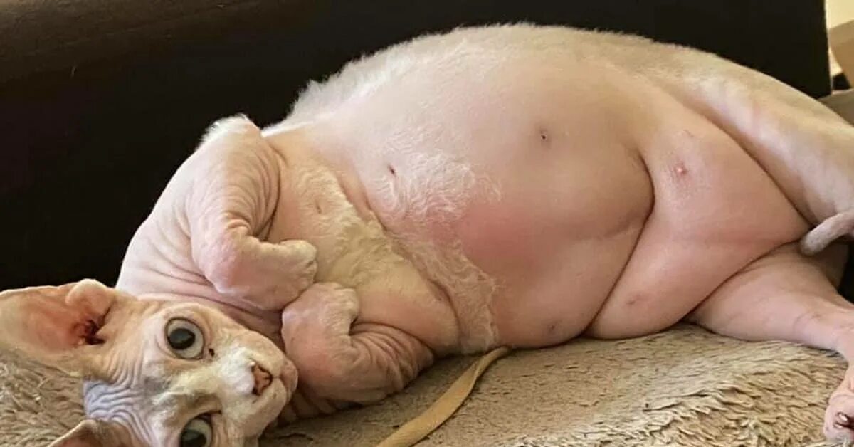 Толстый лысый кот. Жирный кот сфинкс.