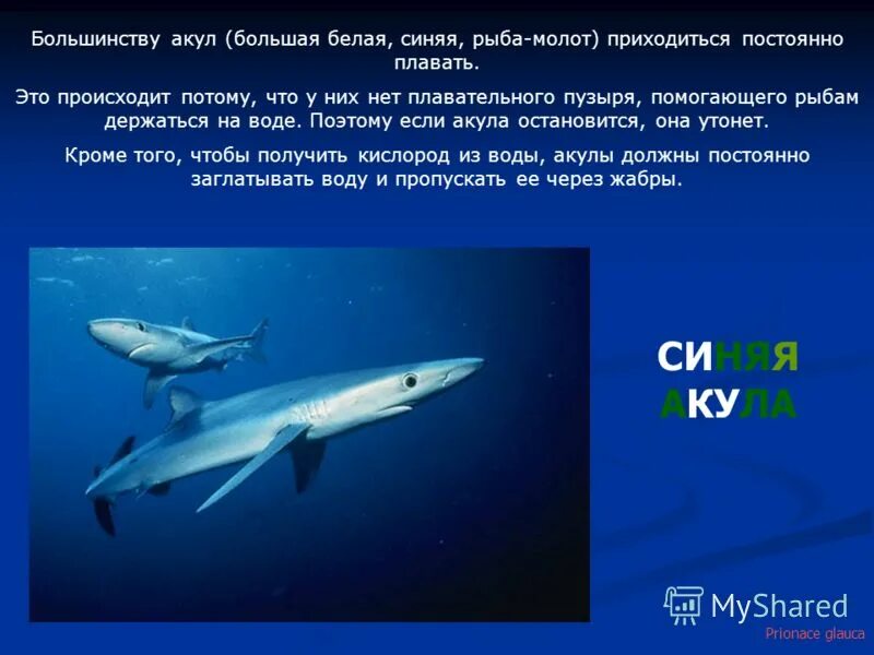 Почему акула всегда в движении. Почему акула должна постоянно двигаться. Особенности строения акул. Почему акула всегда в движении. У кого не плавотельного пузыря.