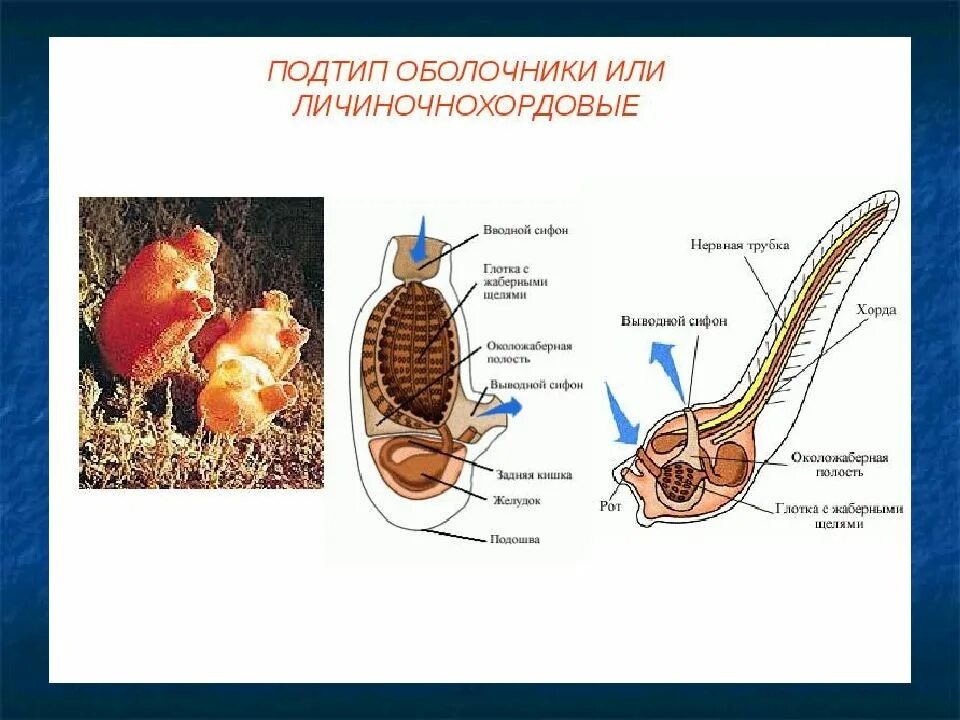 Образ жизни асцидии. Личиночнохордовые асцидии. оболочники строение личинки. строение личинки асцидии. строение личинки асцидии рисунок.