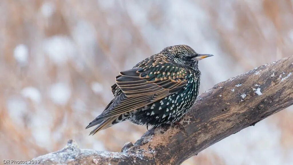 Зимующие скворцы. Скворец коричневый. Скворец дальневосточный. Скворец зимой. European starling птица.