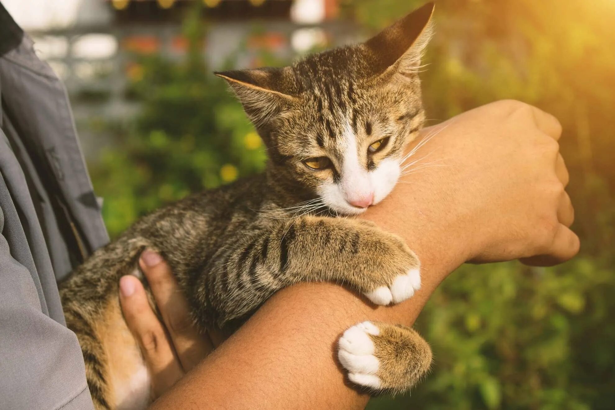 Cat bite