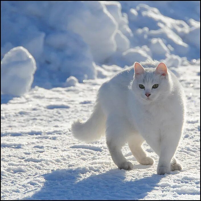 Белый сойти. Белая кошка на снегу. Снежный кот. Белая кошка зима. Белый снежный кот.