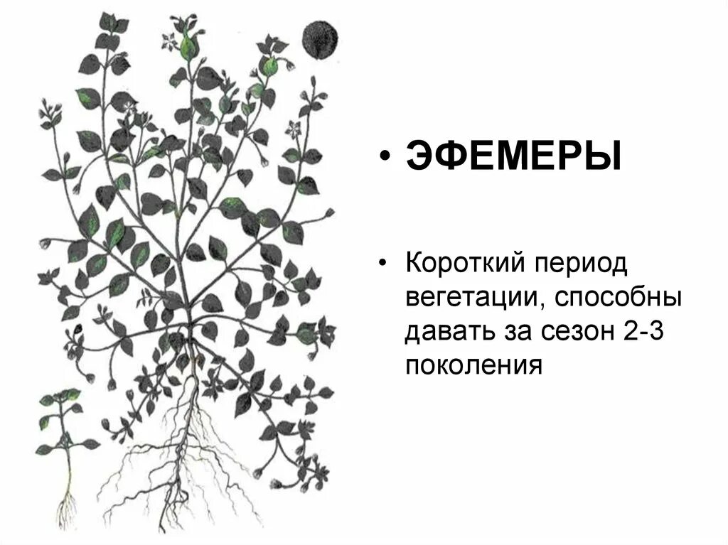 Короткая вегетация. Сорные растения эфемеры. Растения с коротким периодом вегетации. Эфемеры это в биологии. Эфемеры общая характеристика сорных растений.