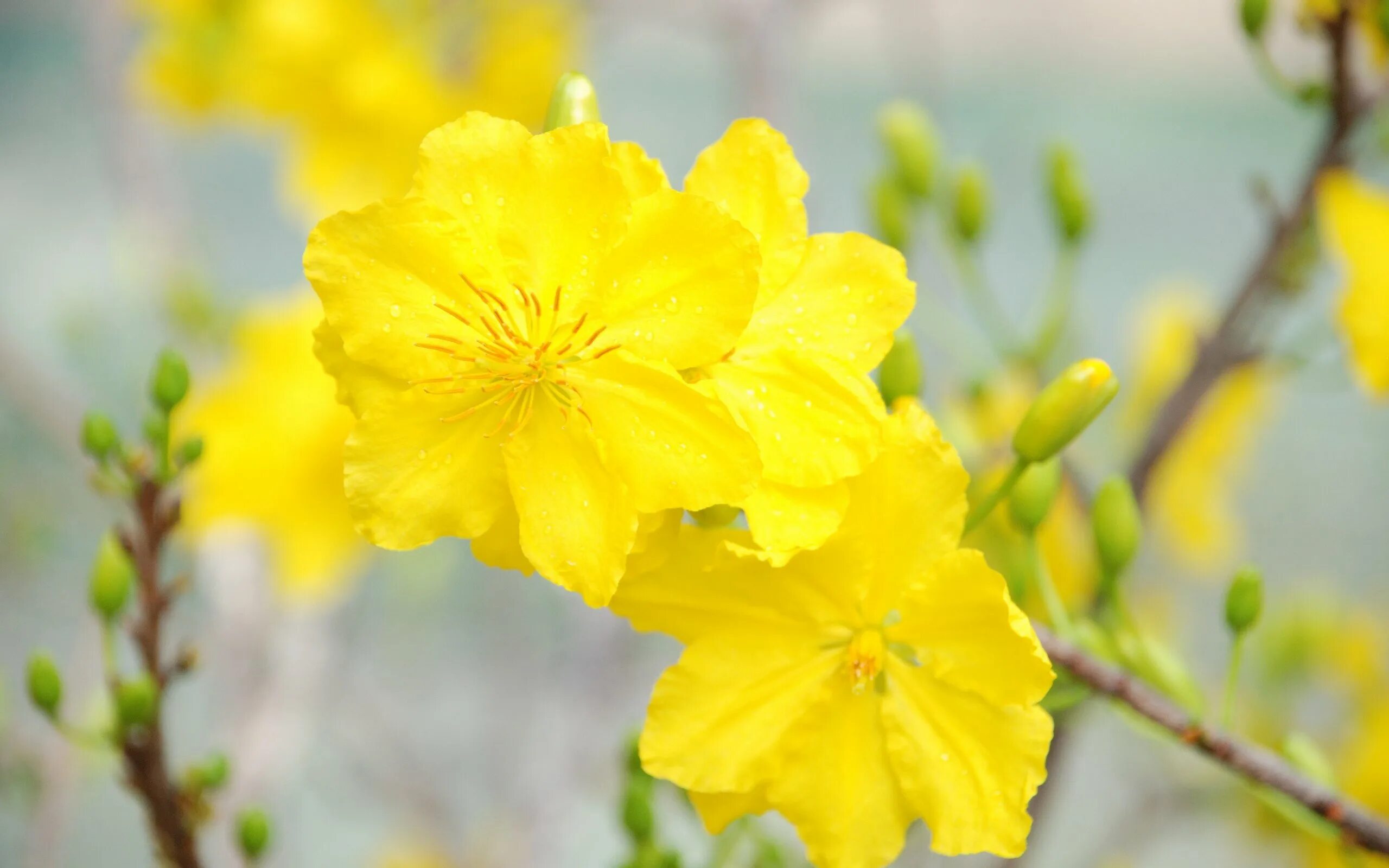 Желтая ли. Желтая Сакура. Hoa mai цветы. Мачнунбед желтый. Китайская Сакура желтая.