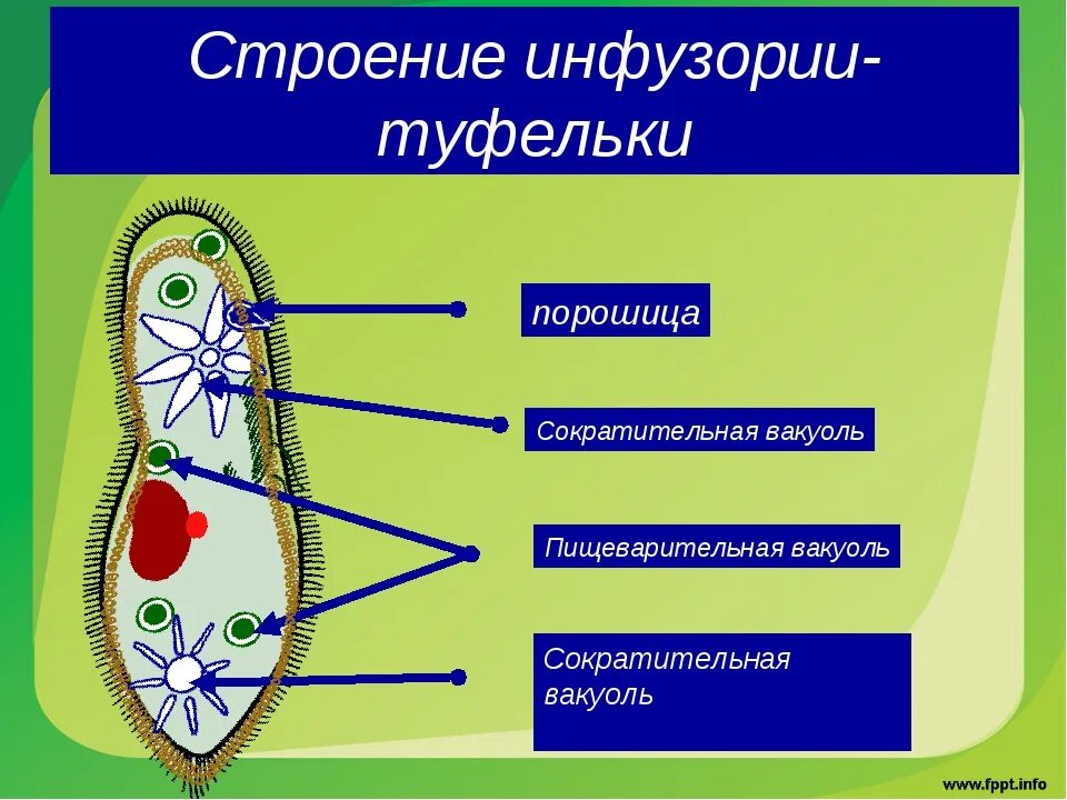Питательные вещества в вакуолях