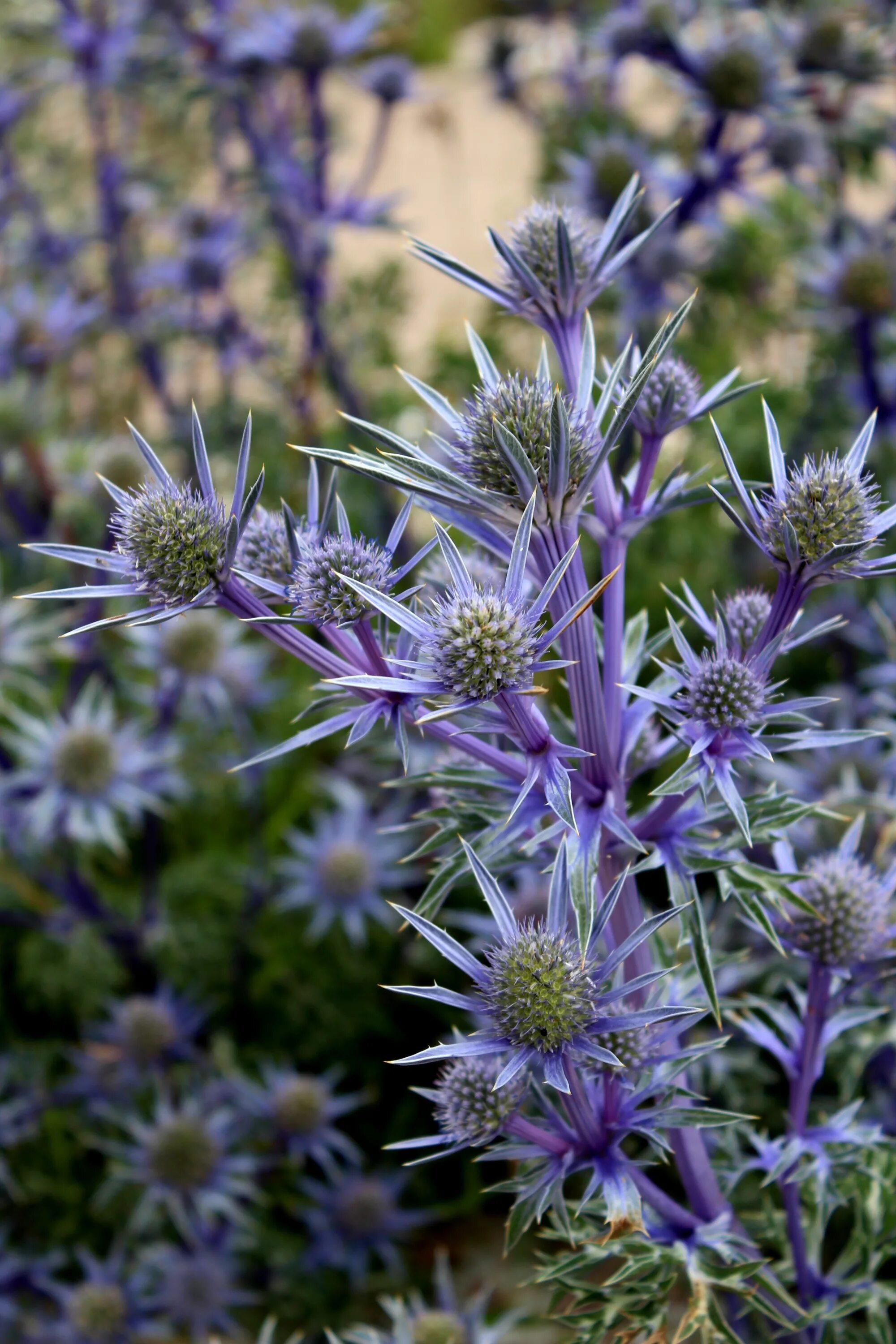 Scotland plants. Эрингиум. Сорняк бурьян. Эрингиум зеленый. Сорняковые цветы.