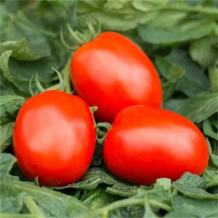 Какие сорта мясистых помидор