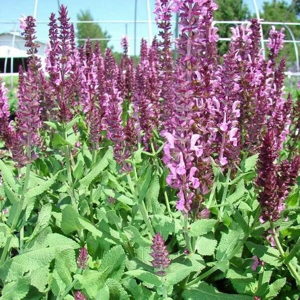 Шалфей кубанец. Шалфей лекарственный (salvia officinalis). Шалфей мутовчатый. Шалфей казацкий. Шалфей сорт кубанец.