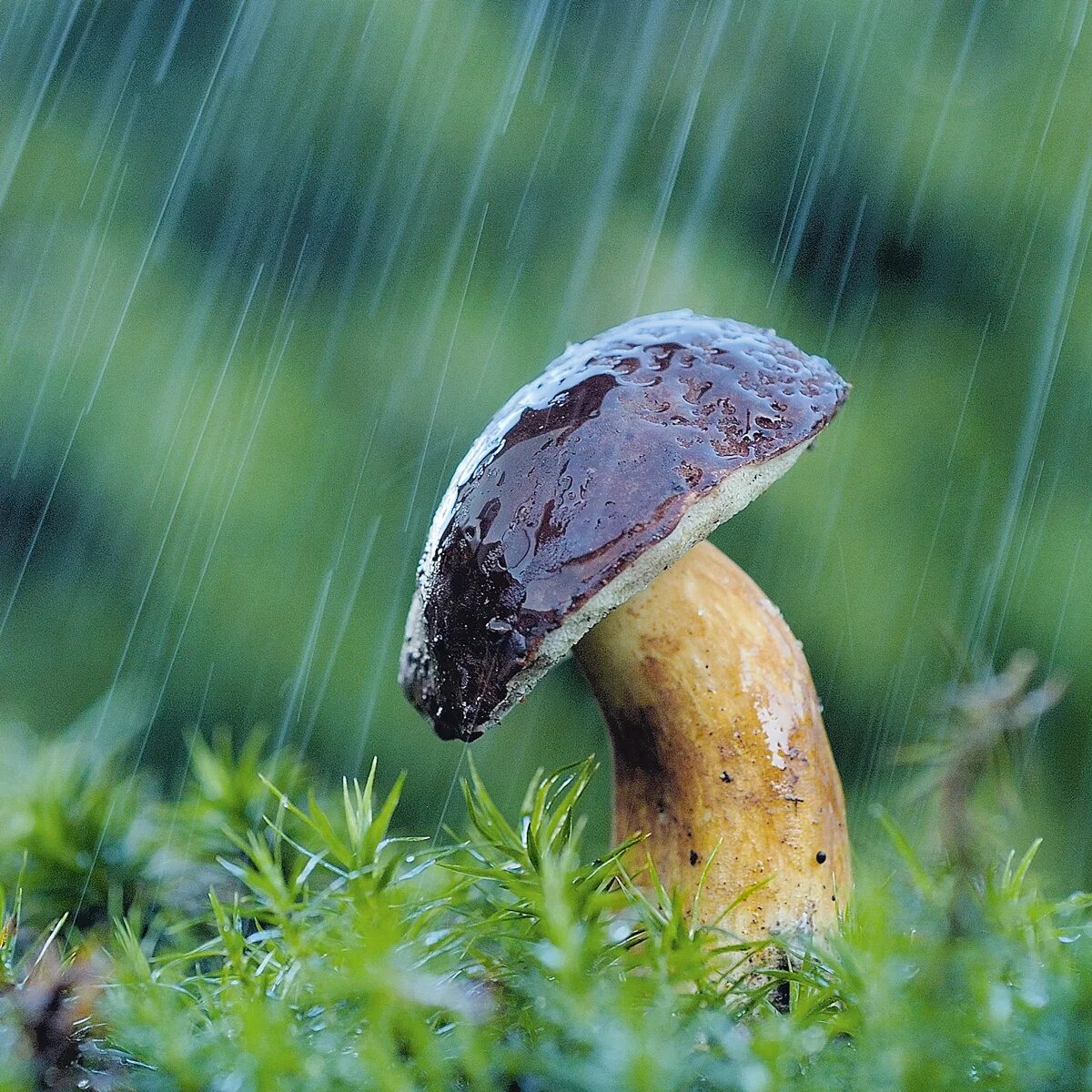 Дождя больше грибов. Грибной дождик. Грибы после дождя. Дождь грибы. Грибы в дождливом лесу.