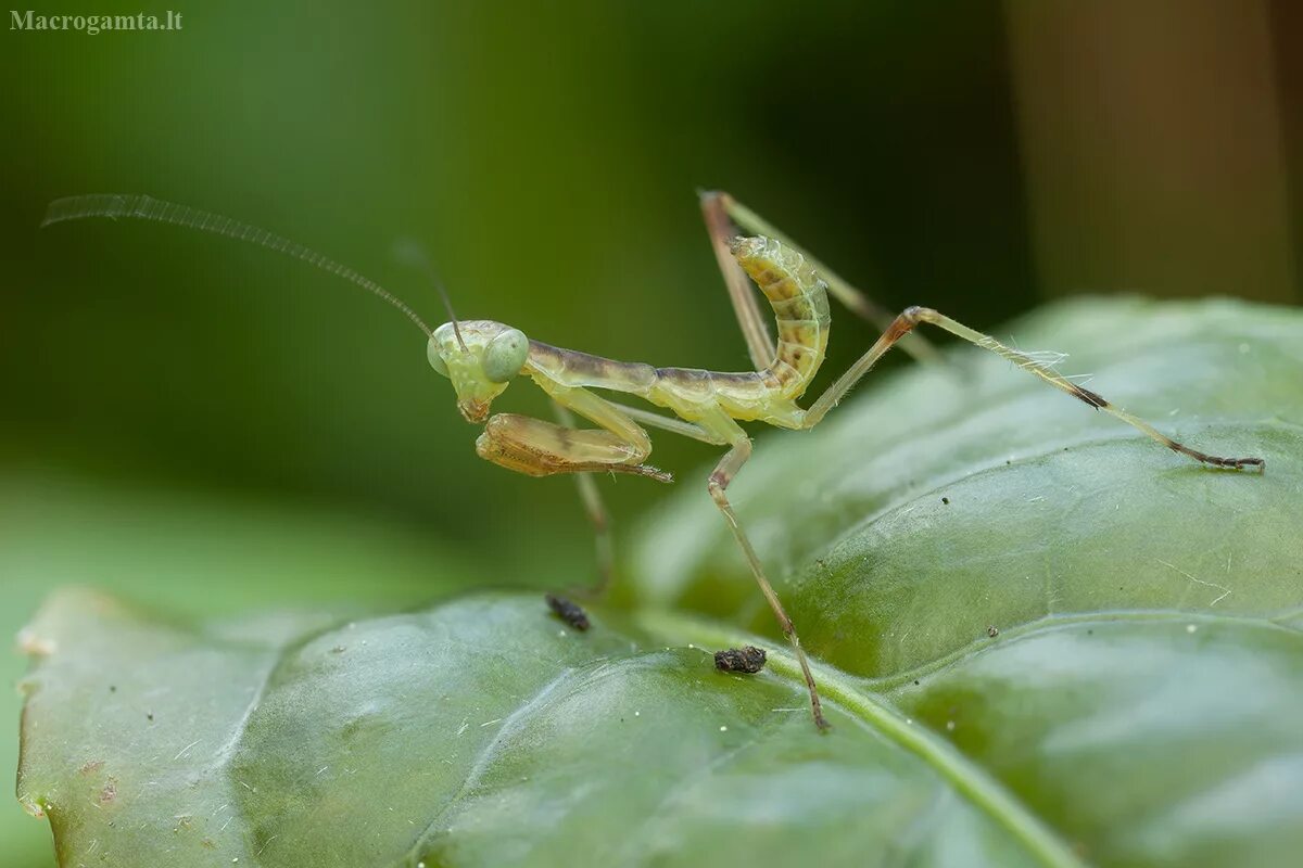 Богомол обыкновенный самка. Богомол mantis religiosa самка. Оотека богомола обыкновенного. Жук богомол. Оотека богомола обыкновенного.