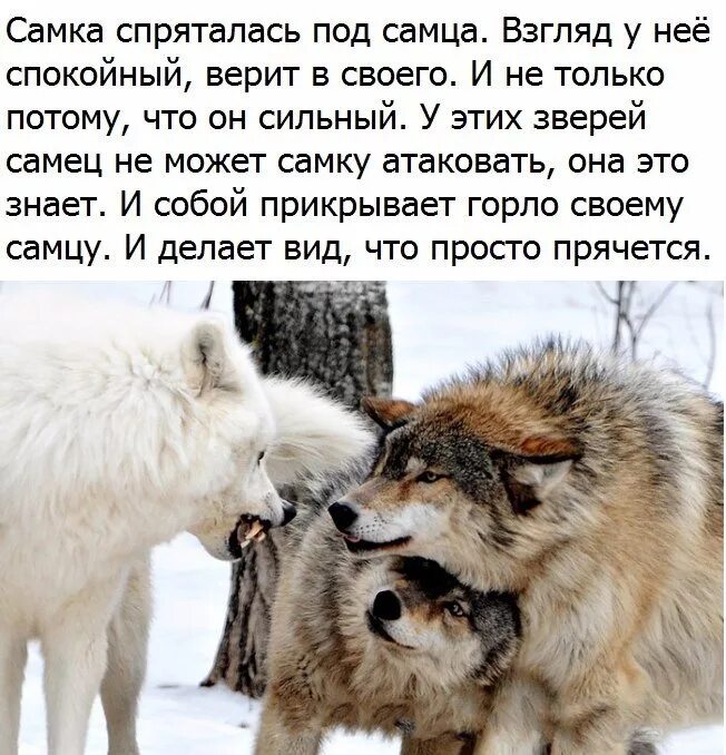 Волчица не позабывшая ребячьих своих забав. Цитаты волка про любовь. Волчица прикрывает шею волку. Волк защищает волчицу. Волки цитаты преданности.