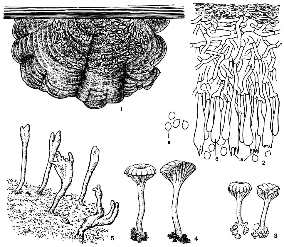 Лишайники органы