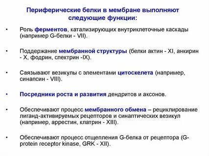 Какую функцию выполняют белки в мембране клетки