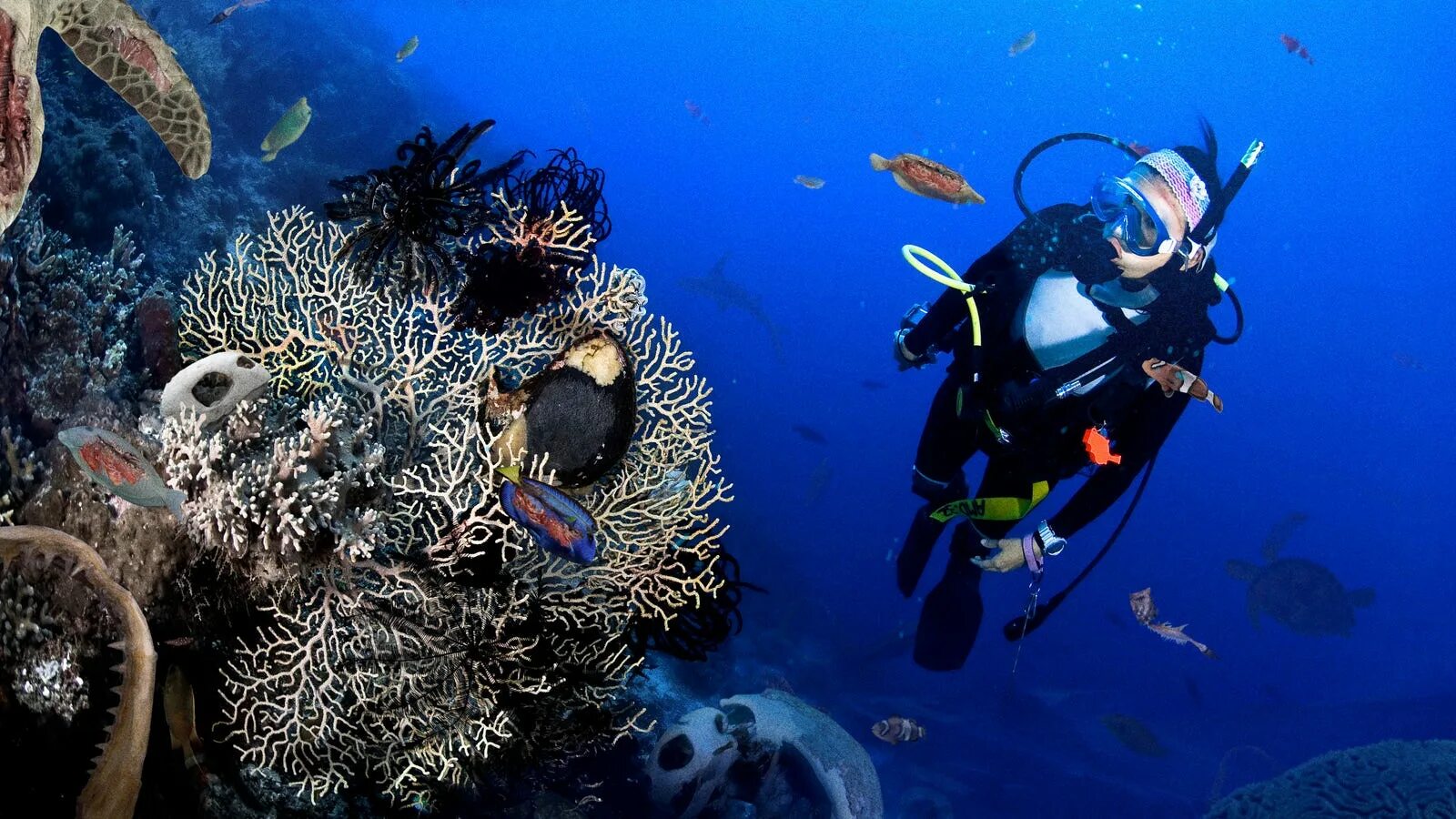 Reef tourism