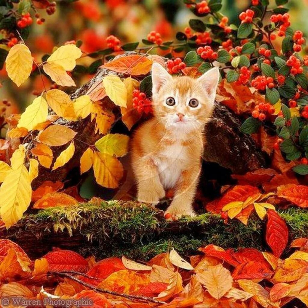 Кошка осень. Осень животные. Осенний котик. Животные в листве.